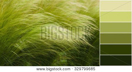 Picturesque Grass With A Long Shiny Pile Of Barley Maned With The Latin Name Of Hordeum Jubatum, Col