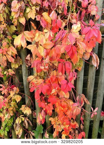 Buntes Herbstlaub Wächst An Einem Zaun Herunter