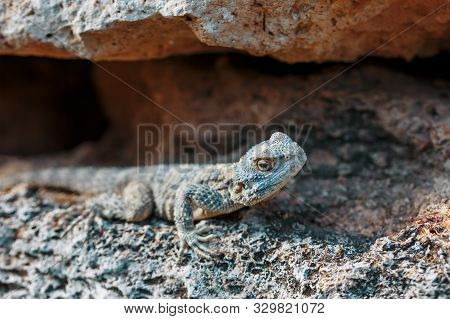 Stellion Or Agama-gardun Is A Species Of Agamidae Lizards From The Monotypic Genus Stellagama. In A 