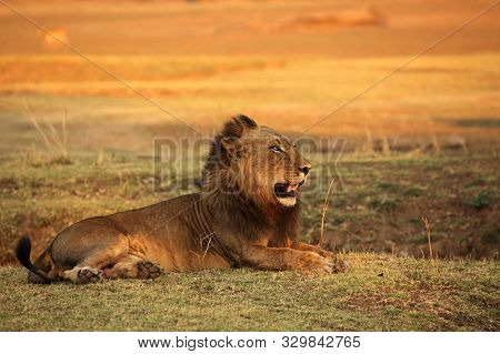 A Lion Male (panthera Leo) Lying In Dry Grassland And Looking For The Rest Of His Pride In Morning S