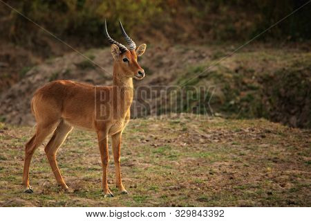 A Impala (aepyceros Melampus) Huge Male Staying In Savannah In Zambia, South Luangwa. Dry Grass And 