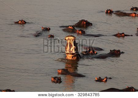 The Common Hippopotamus (hippopotamus Amphibius) With Open Mouth In The River Among Group Of Other H
