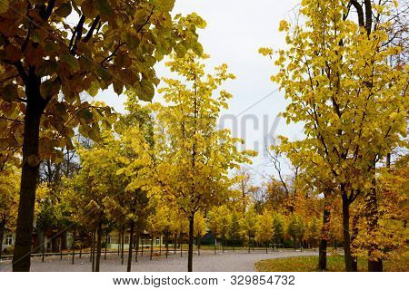 Coloured Maple Leaves In The Fall. Well Convey The Mood Of Autumn Close Up Orange Leaves On Ground W