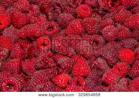 Background-texture Of Red Overripe Raspberry Rubus Idaeus. Ripe Raspberry In Close-up. Soft Selectiv