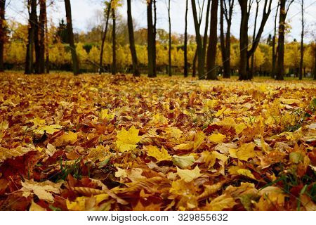 Coloured Maple Leaves In The Fall. Well Convey The Mood Of Autumn Close Up Orange Leaves On Ground W
