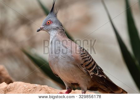 Crested Pigeon (ocyphaps Lophotes)