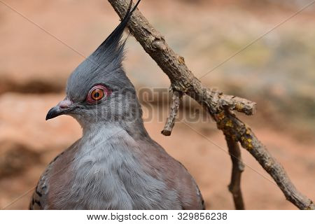 Close Up Portrait Of A Crested Pigeon (ocyphaps Lophotes)