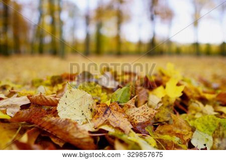 Coloured Maple Leaves In The Fall. Well Convey The Mood Of Autumn Close Up Orange Leaves On Ground W