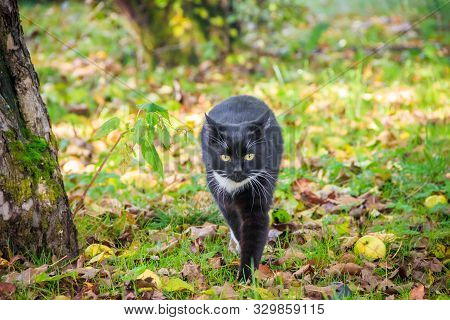 Cat Walks On The Grass . Nursling. Green Grass.