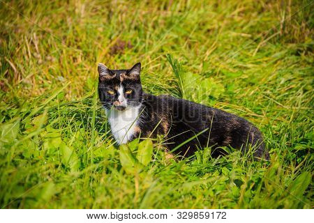 Cat Walks On The Grass . Nursling. Green Grass.