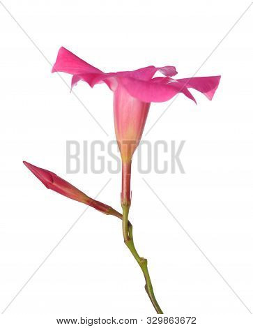 Magenta Dipladenia Flower And Buds Isolated On White