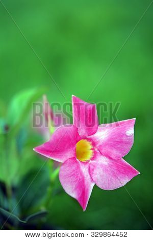 Magnenta Dipladenia Flowers And Buds In Garden