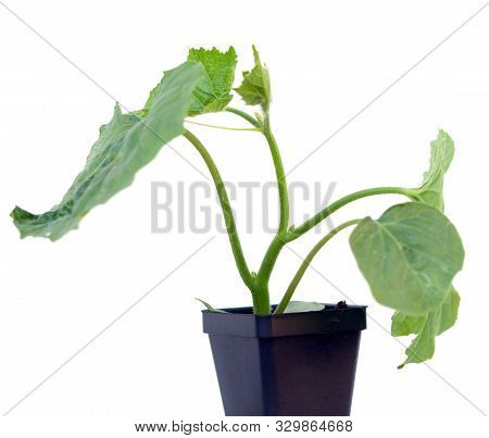 Young Calabash Opo Squash Isolated On White