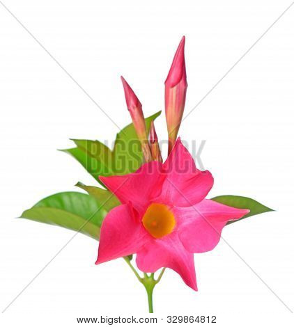 Magnenta Dipladenia Flowers And Buds Isolated On White