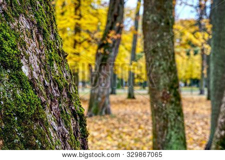Coloured Maple Leaves In The Fall. Well Convey The Mood Of Autumn Close Up Orange Leaves On Ground W