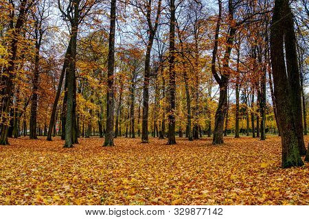 Coloured Maple Leaves In The Fall. Well Convey The Mood Of Autumn Close Up Orange Leaves On Ground W