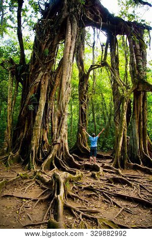 Giant Fig Tree In Bali Botanic Garden - Indonesia