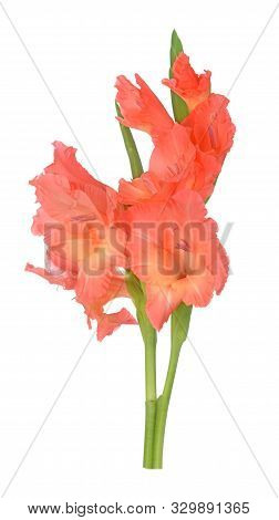 Orange Gladiolus Flower Isolated On White Background