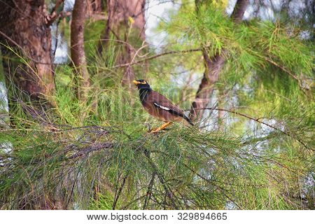 Myna Bird With A Yellow Beak,black-brown In Phuket Thailand Near Bangkok. Common Myna, Indian Myna, 