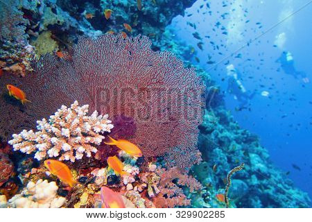 Beautiful Tropical Coral Reef With Sea Fan Coral. Scuba Divers On The Background.