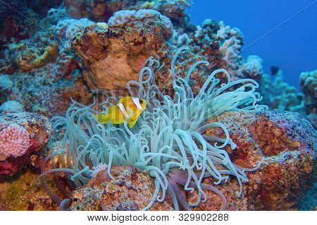 Clown Fish Near Sea Anemone. Amphiprion Bicinctus - Two-banded Anemonefish. Red Sea