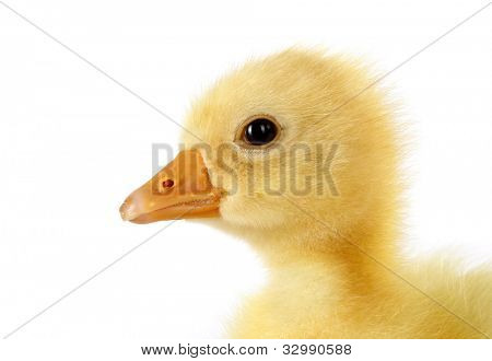 Gås chick hoved gosling