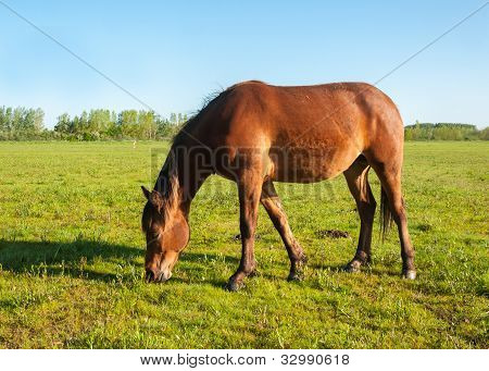 茶色の馬の放牧