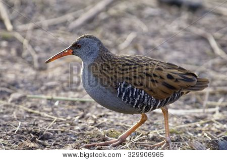 Water Rail - Rallus Aquaticus 
Bird On Dry Marsh