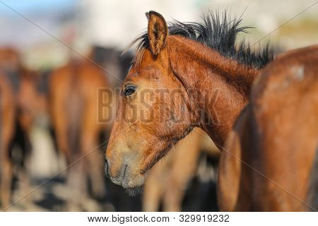 Yilki Horse In Kayseri, Turkey