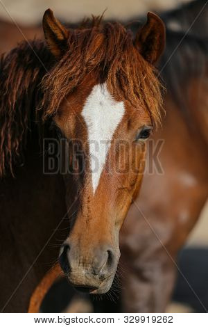 Yilki Horse In Kayseri, Turkey