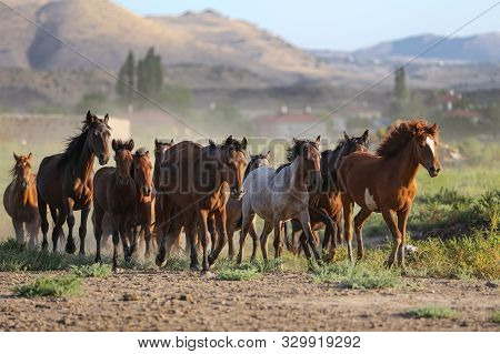 Yilki Horses Running In Field, Kayseri, Turkey