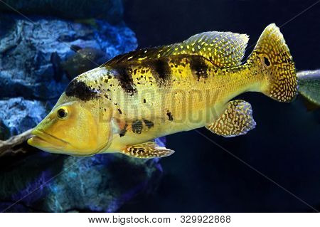 Freshwater Fish Peacock Bass (cichla Kelberi) In Aquarium
