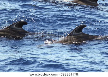 Pilot whales (Globicephala melas) in the atlantic ocean at canary island tenerife