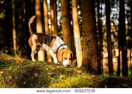 The Beagle Dog In Sunny Autumn Forest. Alerted Hound Searching For Scent And Listening To The Woods 