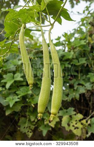 Sponge Gourd Or Turai Vegetable Hanging On Vine