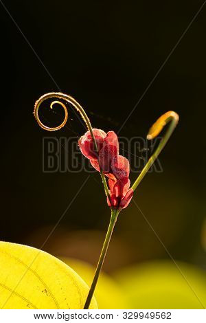 Bauhinia