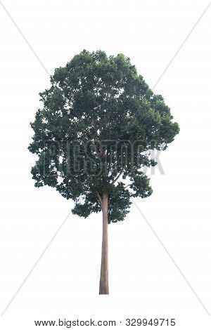 Tree On White Background