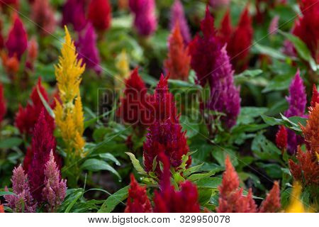 Cockscomb Flowers