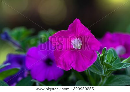 Petunia Flowers