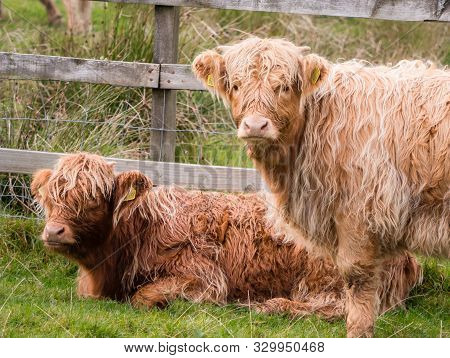 Highland Cows In Scottisch Landscape Stare At Camera