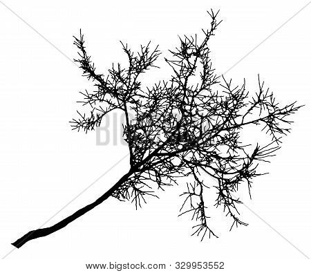 Linden Tree Branch Silhouette, Bare Tree Without Leaves. Vector Illustration.