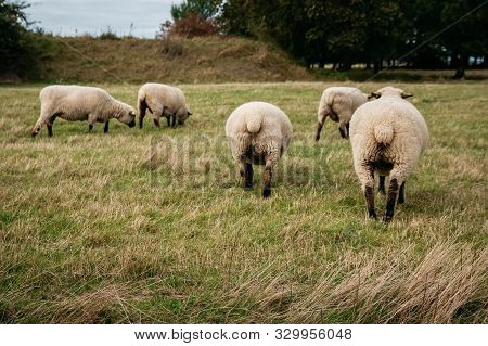 Flock Of Sheep Grazing On Green Hills