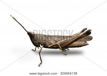 Close Up Of The Brown Grasshopper Isolate On White Background With Clipping Path.
