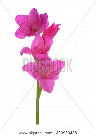 Beautiful Purple Gladiolus Flower On White Background