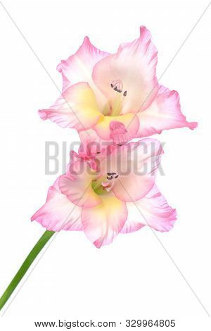 A Branch Pink Gladiolus Flower Isolated On White