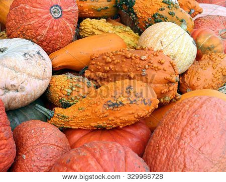 Variety Of Pumpkin And Squash At The Market Place