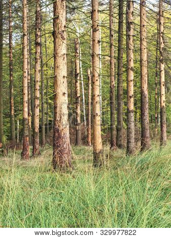 Landscape With Dead Forest Destroyed By Wood Worm In National Park. Wood Affected With Woodworm Ips 