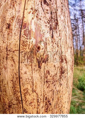 Landscape With Dead Forest Destroyed By Wood Worm In National Park. Wood Affected With Woodworm Ips 