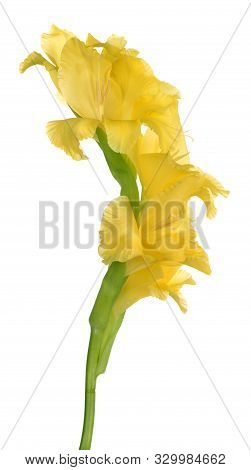 A Yellow Gladiolus Flower On White Background