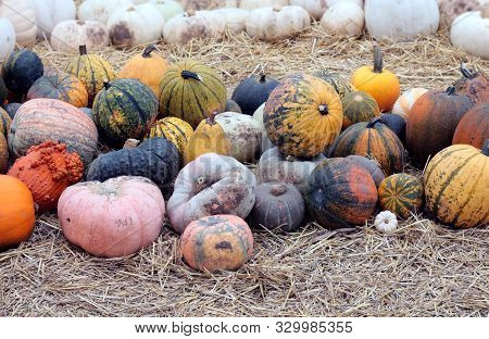 Lots Of Winter Gourd Squash On The Ground